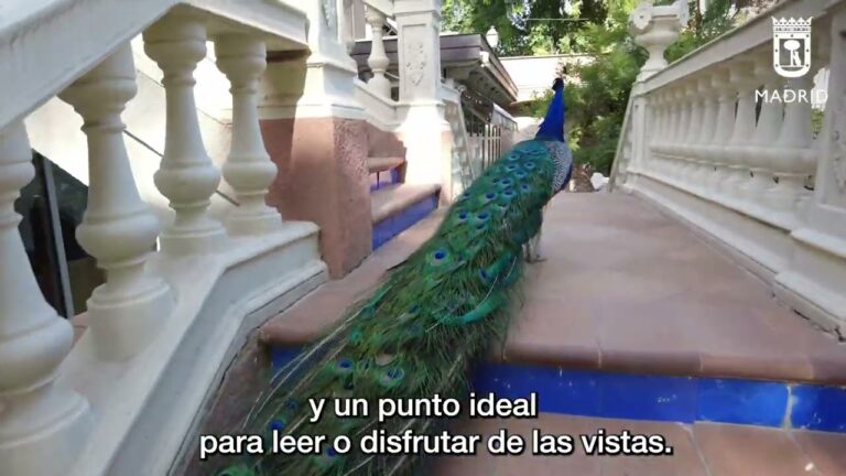 Cine al aire libre en Madrid: Un encuentro cultural bajo las estrellas