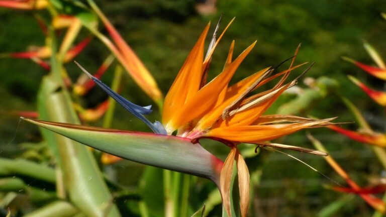 Jardines Ex&oacute;ticos: Flores y Plantas para un Para&iacute;so Bot&aacute;nico