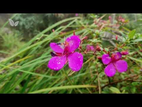 Parques Naturales Cercanos a la Ciudad: Explorando la Naturaleza en tu Entorno Urbano
